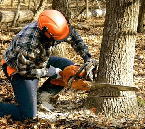 Tree Removal in Platter, OK